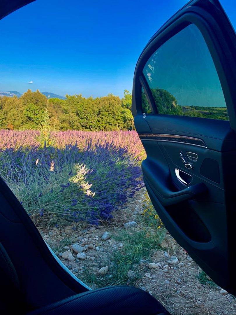 Champ de lavande avec chauffeur