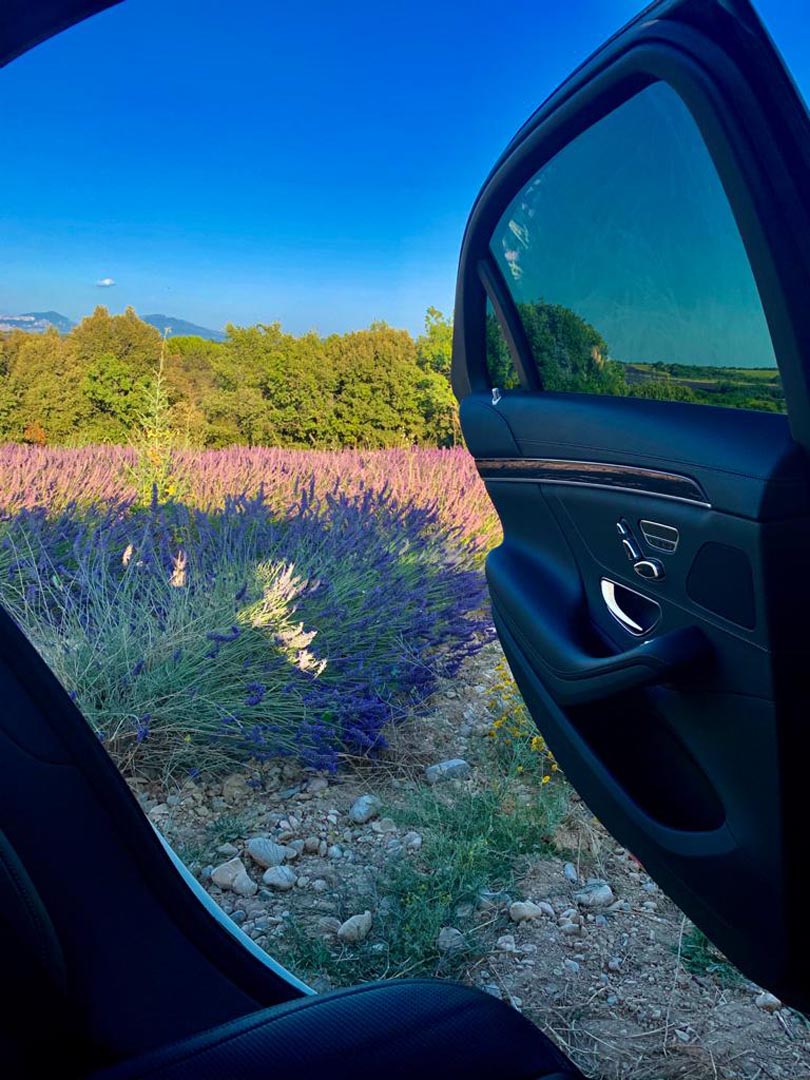 Champ de lavande Champ de lavande avec chauffeur